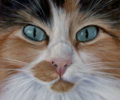 finickycat-portrait-charlie