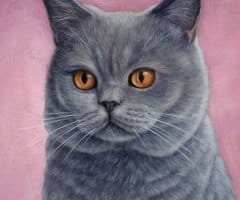 finickycat-portrait-chester