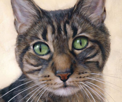 finickycat-portrait-eli