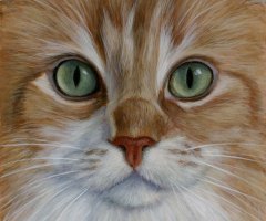 finickycat-portrait-finnegan