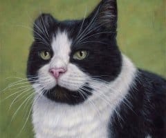 finickycat-portrait-gordo