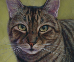finickycat-portrait-jimmy