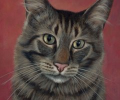 finickycat-portrait-pip