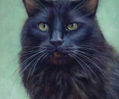 finickycat-portrait-sooty